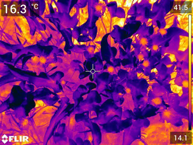 arrowleaf infrared